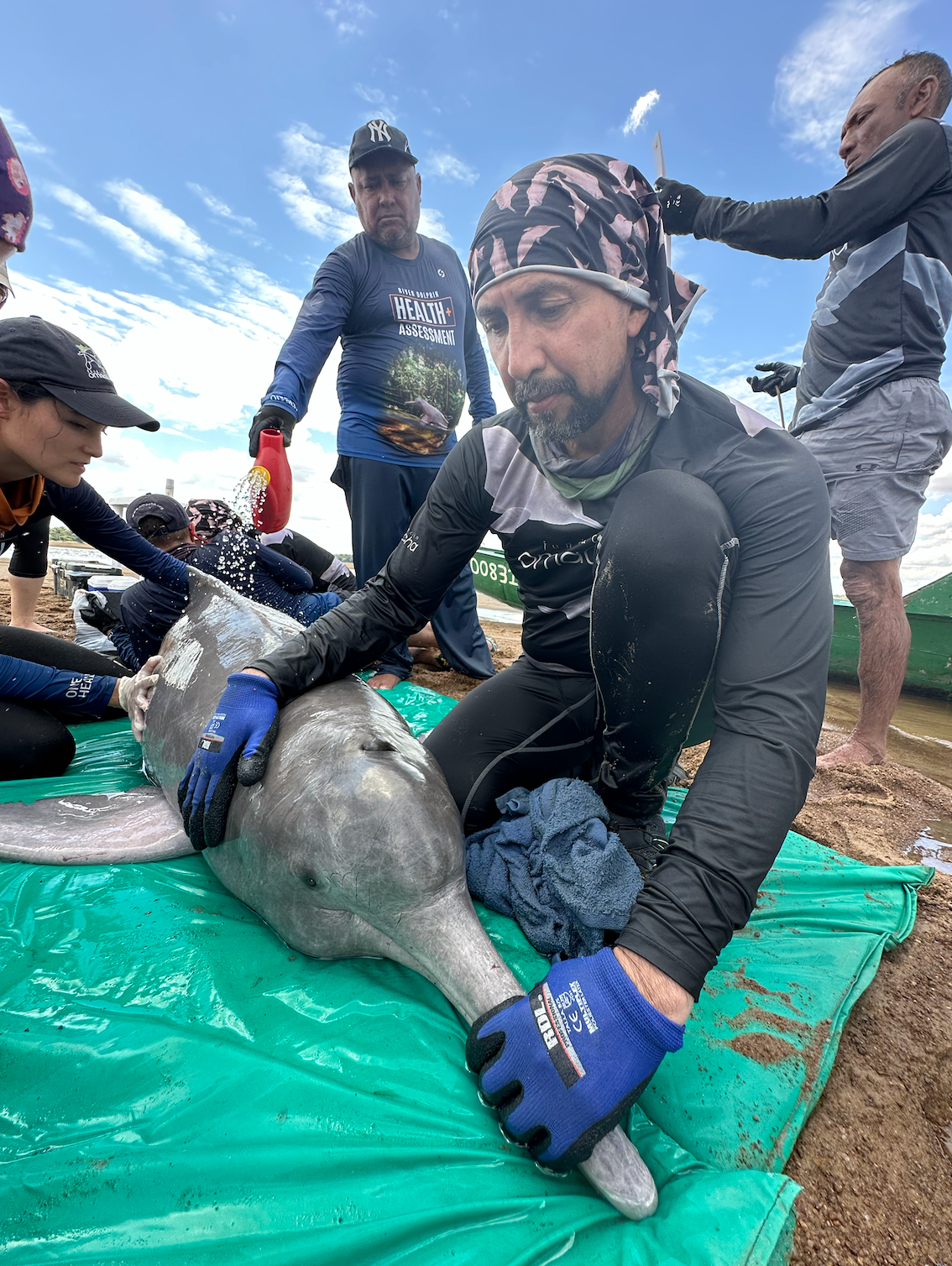  Fernando Trujillo, director científico de la Fundación Omacha, durante la evaluación de salud de un delfín de río. Foto: cortesía Teresa Tomassoni 